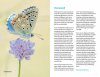 Zakgids Vlinders van de Benelux [Pocket Guide to the Butterflies of the Benelux]