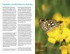 Zakgids Vlinders van de Benelux [Pocket Guide to the Butterflies of the Benelux]