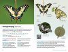 Zakgids Vlinders van de Benelux [Pocket Guide to the Butterflies of the Benelux]