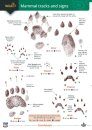 Mammal Tracks and Signs