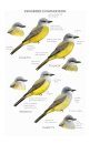 Field Guide to North American Flycatchers: Kingbirds and Myiarchus