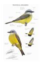 Field Guide to North American Flycatchers: Kingbirds and Myiarchus