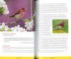 The Stokes Guide to Finches of the United States and Canada