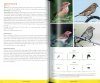 The Stokes Guide to Finches of the United States and Canada