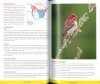 The Stokes Guide to Finches of the United States and Canada