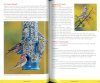 The Stokes Guide to Finches of the United States and Canada