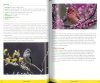 The Stokes Guide to Finches of the United States and Canada