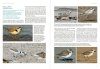 The Shorebirds of North America