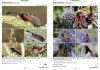 Guide Photographique des Papillons de Jour et Zygènes de France [Photographic Guide to the Butterflies and Moths of France]