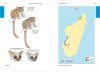 Lemurs of Madagascar