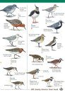 Waders of Britain and Ireland