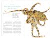 Secrets of the Octopus