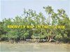 Mangroves of India