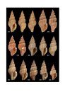 Atlas of the Mediterranean Seashells / Atlante delle Conchiglie Marine del Mediterraneo, Volume 4, Part 2