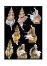 Atlas of the Mediterranean Seashells / Atlante delle Conchiglie Marine del Mediterraneo, Volume 4, Part 2