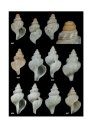 Atlas of the Mediterranean Seashells / Atlante delle Conchiglie Marine del Mediterraneo, Volume 4, Part 2