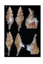Atlas of the Mediterranean Seashells / Atlante delle Conchiglie Marine del Mediterraneo, Volume 4, Part 2