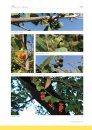 Flowering Plant Families of Southern Africa