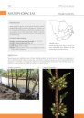 Flowering Plant Families of Southern Africa