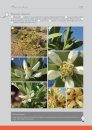 Flowering Plant Families of Southern Africa
