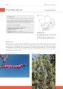 Flowering Plant Families of Southern Africa