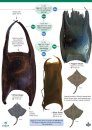 Shark and Skate Eggcases