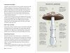 Mushroom Foraging Guide