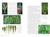 Edible Wild Plants, Volume 2