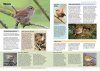 The RSPB Everyday Guide to British Birds