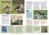 The RSPB Everyday Guide to British Birds