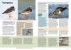 The RSPB Everyday Guide to British Birds