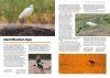 The RSPB Everyday Guide to British Birds