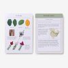 Sibley Tree Identification Flashcards
