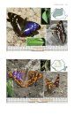 A Field Guide to the Butterflies of Romania
