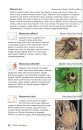 Field Guide to the Spiders of South Africa
