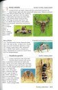 Field Guide to the Spiders of South Africa