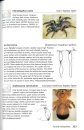 Field Guide to the Spiders of South Africa
