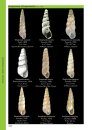 A Guide to the Hunter Shells: The Streptaxoidea (2-Volume Set)