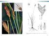 Guía de Campo de las Ciperáceas de España y Portugal [Field Guide of Spanish and Portuguese Sedges (Cyperaceae)]