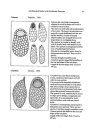 An Illustrated Guide to the Freshwater Protozoa