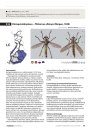 Suomen Petokärpäset Sukulaisineen: Opaskirja Lajien Määrittämiseen, Biologiaan ja Uhanalaisuuteen [Asiloidea of Finland: A Guide to Species Identification, Biology and Conservation Status]
