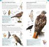 American Museum of Natural History: Pocket Birds of North America, Eastern Region