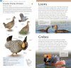 American Museum of Natural History: Pocket Birds of North America, Western Region