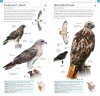 American Museum of Natural History: Pocket Birds of North America, Western Region