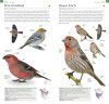 American Museum of Natural History: Pocket Birds of North America, Western Region