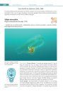 Guide des Tuniciers de l'Europe de l'Ouest: Atlantique & Méditerranée [Guide to Western European Tunicates: Atlantic and Mediterranean]