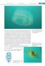 Guide des Tuniciers de l'Europe de l'Ouest: Atlantique & Méditerranée [Guide to Western European Tunicates: Atlantic and Mediterranean]
