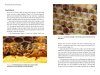 Honey Bee Pests and Diseases