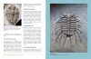 The Trilobite Collector's Guide