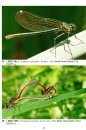 Insects and Arachnids of Sardinia / Insetti e Aracnidi di Sardegna